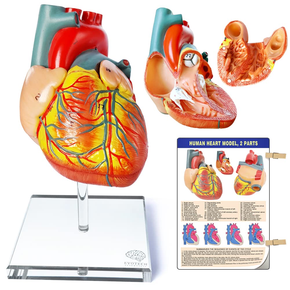 Human Heart Model For Anatomy, 2 - Part Heart Models Anatomy Life Size Medical Heart Model for Classroom and Cardiology Study