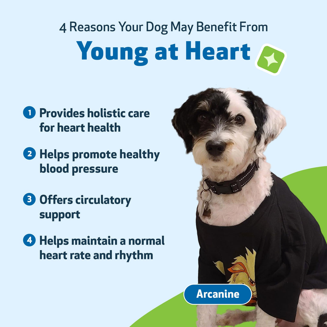 Young at Heart for Dogs - Heart Health, Circulatory &amp; Cardiovascular System, Hawthorn, Motherwort, Schisandra - Veterinarian-Formulated Herbal Supplement 2 fl oz (59 ml)