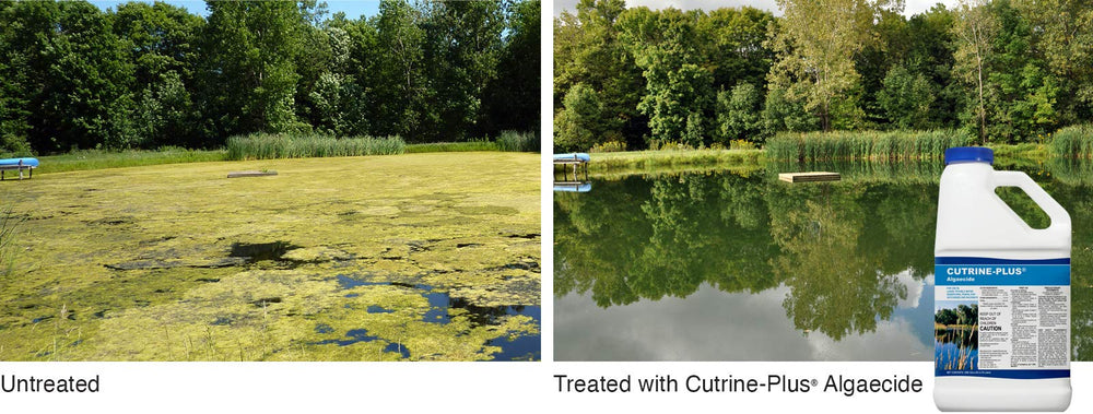 Cutrine-Plus Liquid Algaecide - 1 Gallon Professional-Grade Algae Killer for Lakes & Ponds, EPA Approved to Control All Types of Algae (Planktonic, Filamentous, and Chara)