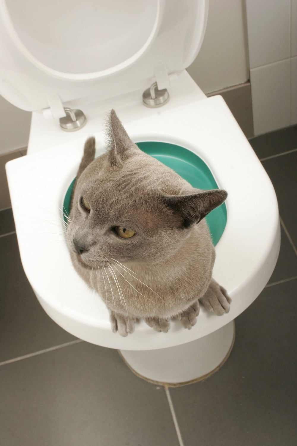 Cat Toilet Training System By - Teach Your Cat to Use the Toilet - With Instructional DVD