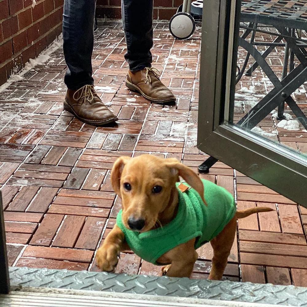 Fleece Vest Dog Sweater - Green, X-Large - Warm Pullover Fleece Dog Jacket with O-Ring Leash - Winter Small Dog Sweater Coat - Cold Weather Dog Clothes for Small Dogs Boy or Girl