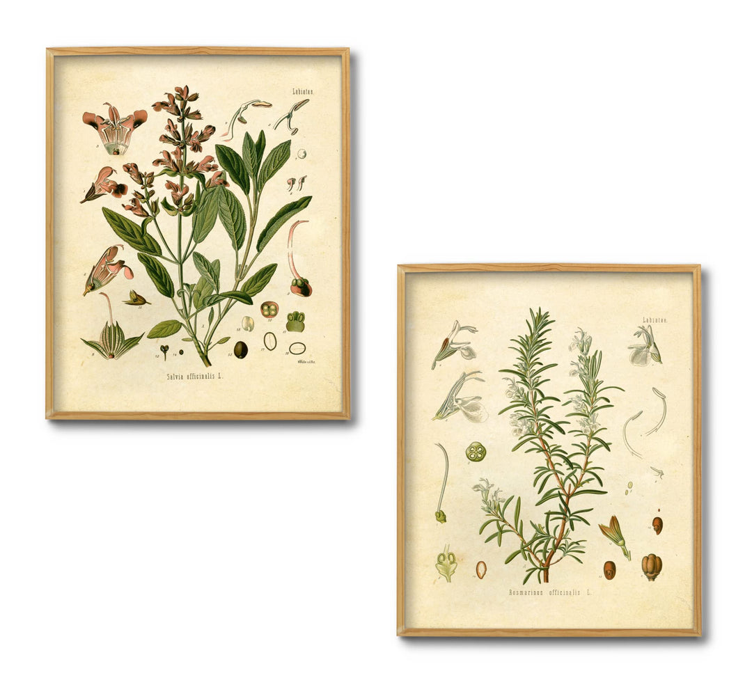 Vintage Botanical Prints | Kitchen Herb Wall Art Thyme, Mint, Rosemary, Parsley, Sage, Fennel | Set of 6 8x10 Unframed