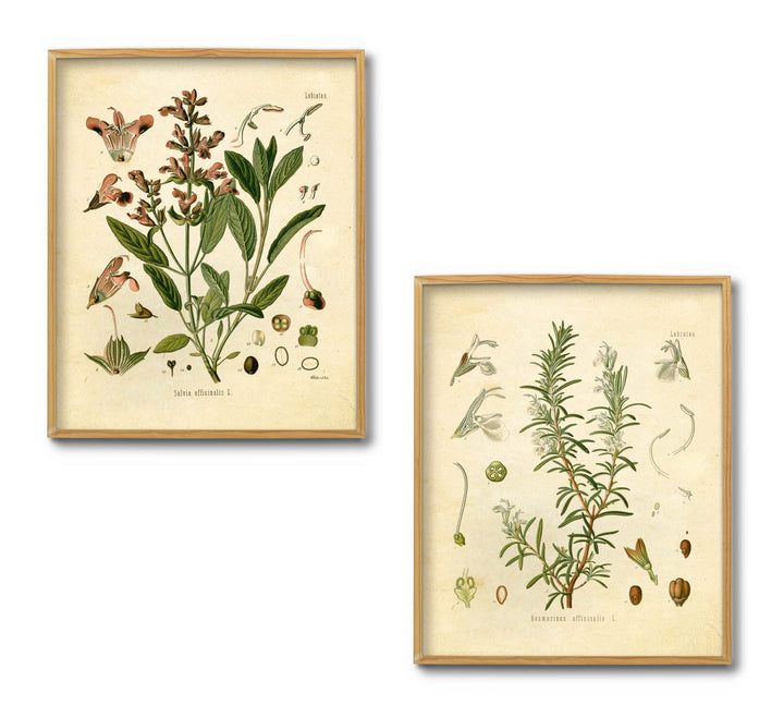 Vintage Botanical Prints | Kitchen Herb Wall Art Thyme, Mint, Rosemary, Parsley, Sage, Fennel | Set of 6 8x10 Unframed