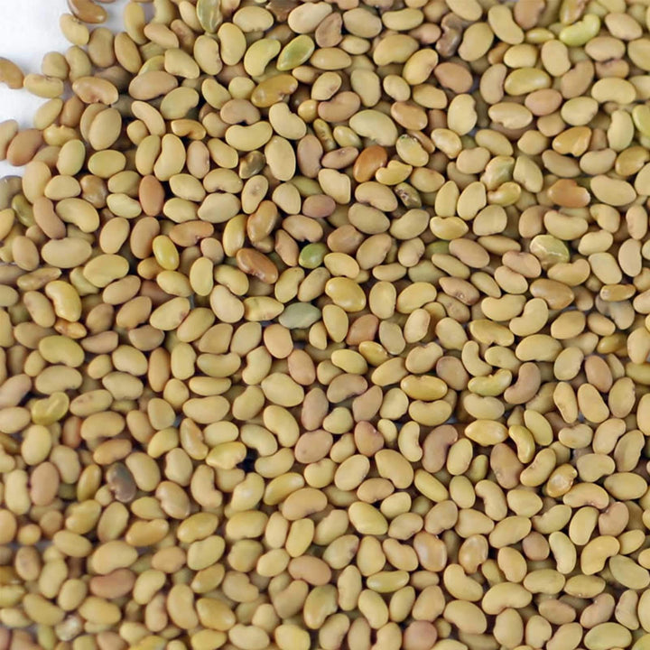 Certified Organic Alfalfa Sprouting Seed - 4 Oz - Brand - High Sprout Germination- Edible Seeds, Gardening, Hydroponics, Growing Salad Sprouts, Planting, Food Storage &amp; More
