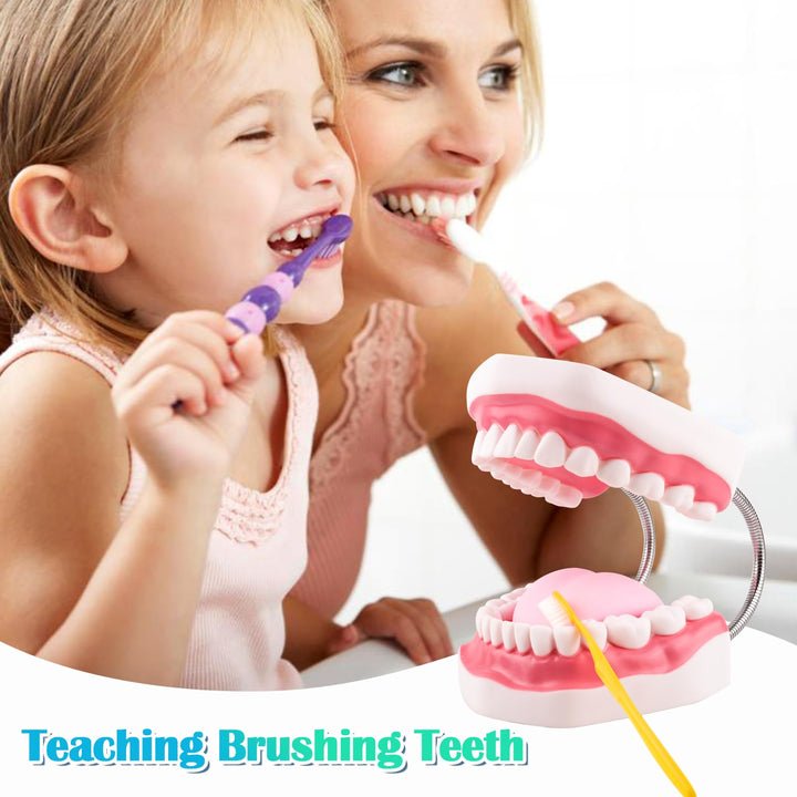Ultrassist Mouth Model Metal Hinge for Speech Therapy, 