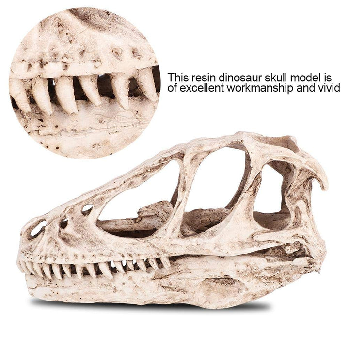 Fdit Resin Dinosaur Skull Model Simulated Animal Skeleton Home Office Decor Craft Teaching Prop