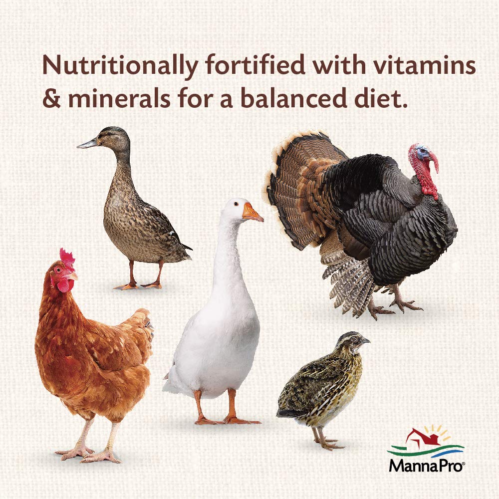 Manna Pro All Flock with Probiotics Crumble | Formulated with Vitamins and Minerals to Support a Balanced Diet | 8 Pounds