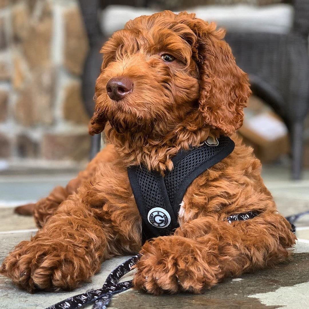 Comfort X Head In Harness - Black, Medium - No Pull Small Dog Harness Patented Choke-Free X Frame - Perfect on the Go Dog Harness for Medium Dogs No Pull or Small Dogs for Indoor and Outdoor Use