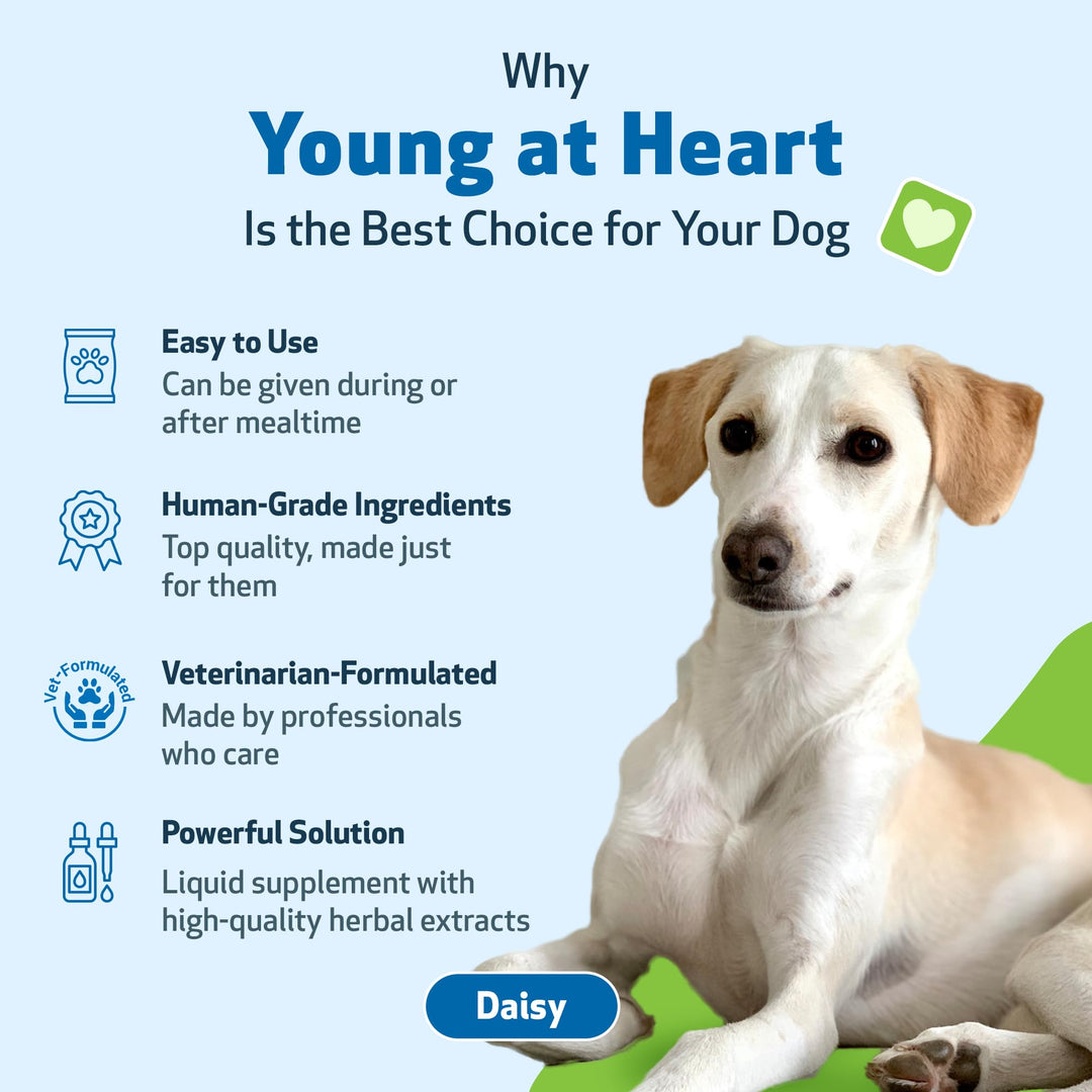 Young at Heart for Dogs - Heart Health, Circulatory &amp; Cardiovascular System, Hawthorn, Motherwort, Schisandra - Veterinarian-Formulated Herbal Supplement 2 fl oz (59 ml)