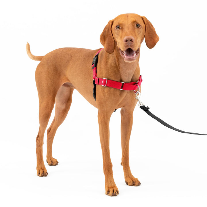 Easy Walk No-Pull Dog Harness - The Ultimate Harness to Help Stop Pulling - Take Control &amp; Teach Better Leash Manners - Helps Prevent Pets Pulling on Walks, Medium, Red/Black