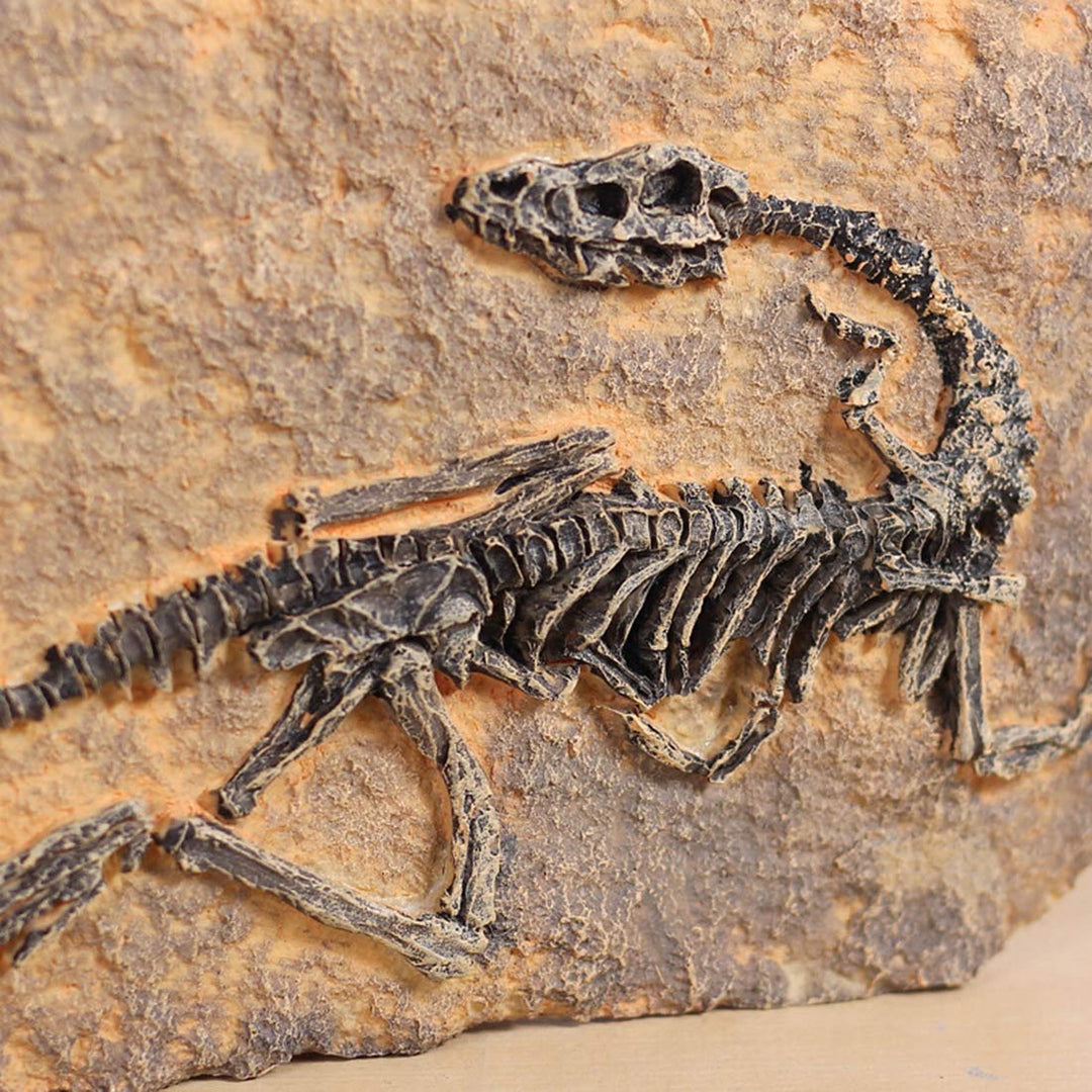 Resin Dinosaur Fossil Statue Model Simulated Skeleton Home Office Display Decorative Craft Box Decoration (Style 1)