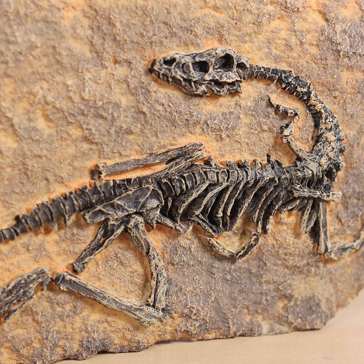 Resin Dinosaur Fossil Statue Model Simulated Skeleton Home Office Display Decorative Craft Box Decoration (Style 1)