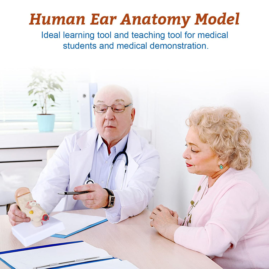 1.5 Times Human Ear Anatomy Model - Ear Joint Simulation Model Professional PVC Outer Middle Inner Ear Model with Base for Medical Demonstration