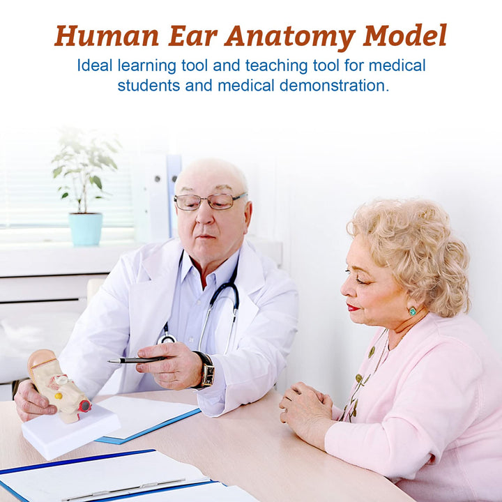 1.5 Times Human Ear Anatomy Model - Ear Joint Simulation Model Professional PVC Outer Middle Inner Ear Model with Base for Medical Demonstration