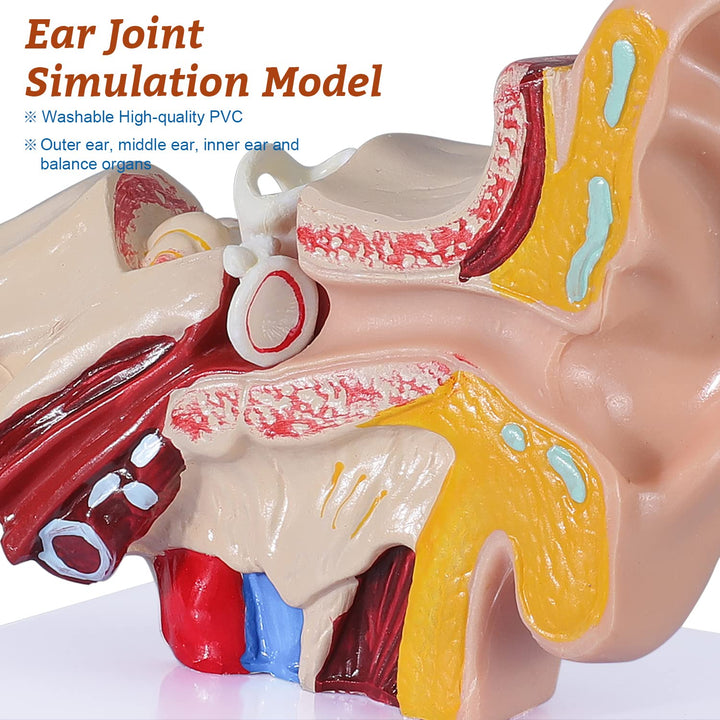 1.5 Times Human Ear Anatomy Model - Ear Joint Simulation Model Professional PVC Outer Middle Inner Ear Model with Base for Medical Demonstration