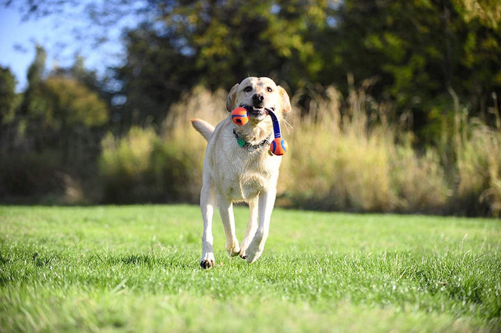 Ultra Duo Tug Dog Toy - Two Ultra Balls on a Durable Nylon Cord Handle - Fetch and Tug-of-War Toy for Dogs - Size Medium - For Breeds 20-60 lbs - 2.5-inch Diameter - Orange and Blue