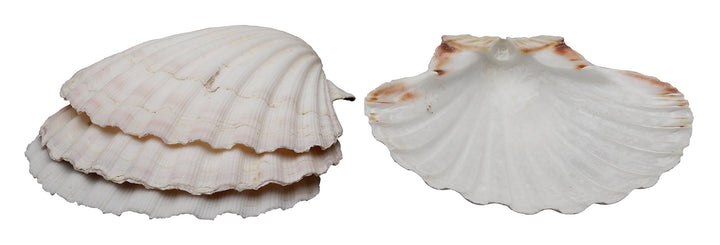 Natural Baking Shells, 4-Inches, Set of 4