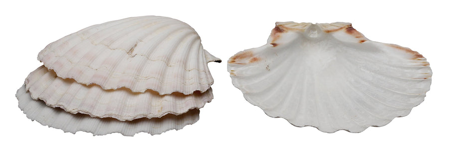 Natural Baking Shells, 4-Inches, Set of 4