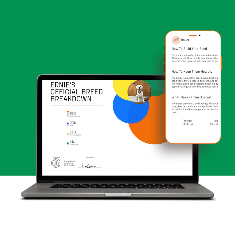 – Essential Breed ID Test | Accurate DNA Analysis of 350+ Dog Breeds | Easy-to-Use Kit | Non-Invasive Cheek Swab | Results in 2 Weeks | Includes DNA Certificate & Detailed Breed Report