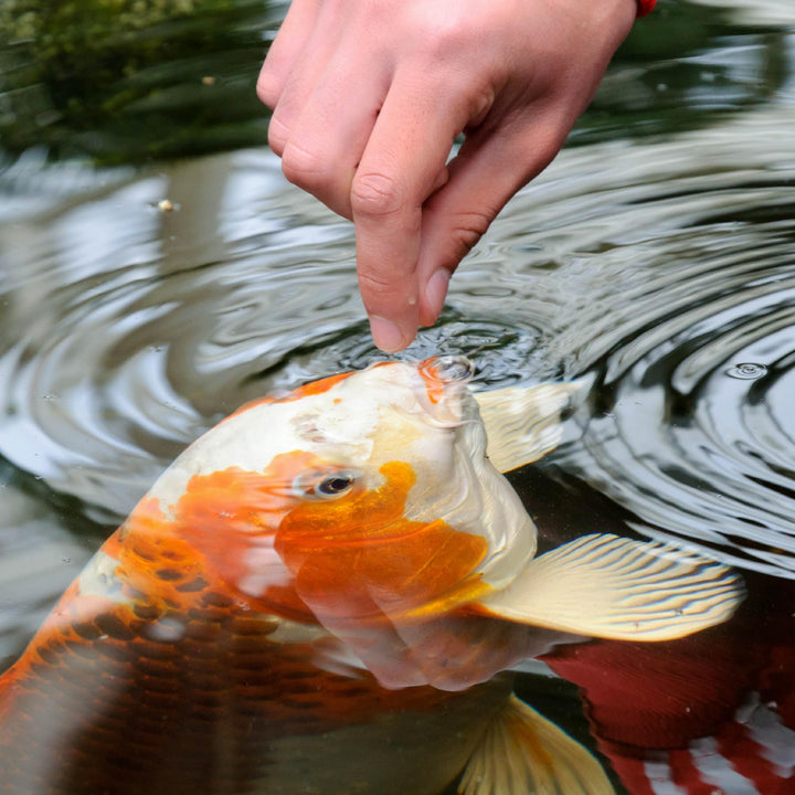 Pond Spring And Fall Diet 3.08 Pounds, Pond Fish Food, For Goldfish And Koi, 7 L