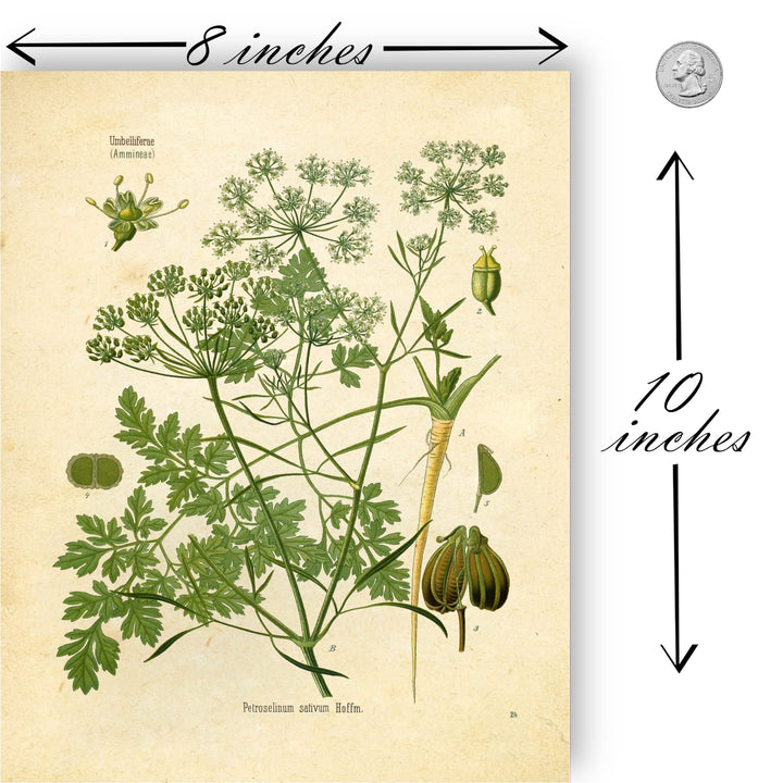 Vintage Botanical Prints | Kitchen Herb Wall Art Thyme, Mint, Rosemary, Parsley, Sage, Fennel | Set of 6 8x10 Unframed