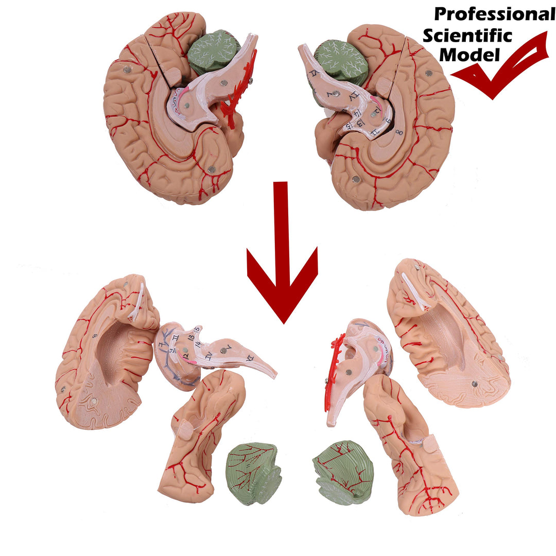 Altratech Human Skull Model Life-Size with Brain Removable Skullcap Professional Grade Anatomical Skull Model for Science Education, with Base (Life-Size)