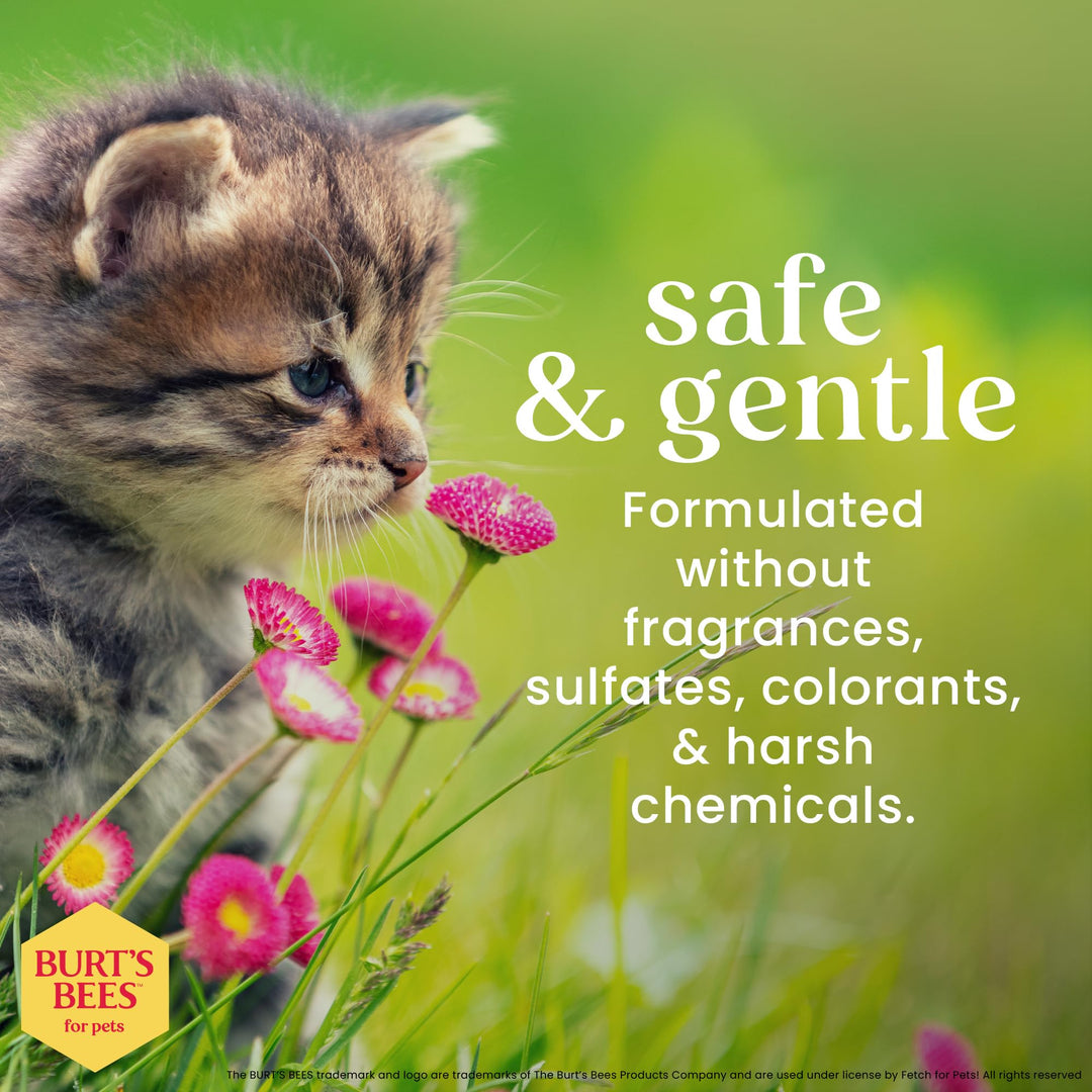 Burt&#39;s Bees for Pets Tearless Kitten Shampoo with Buttermilk, 99.3% Natural Origin Formulas, Pet Shampoo for Cats, Gentle Cat Shampoo, Cat Shampoo for Itchy Skin, 10 oz