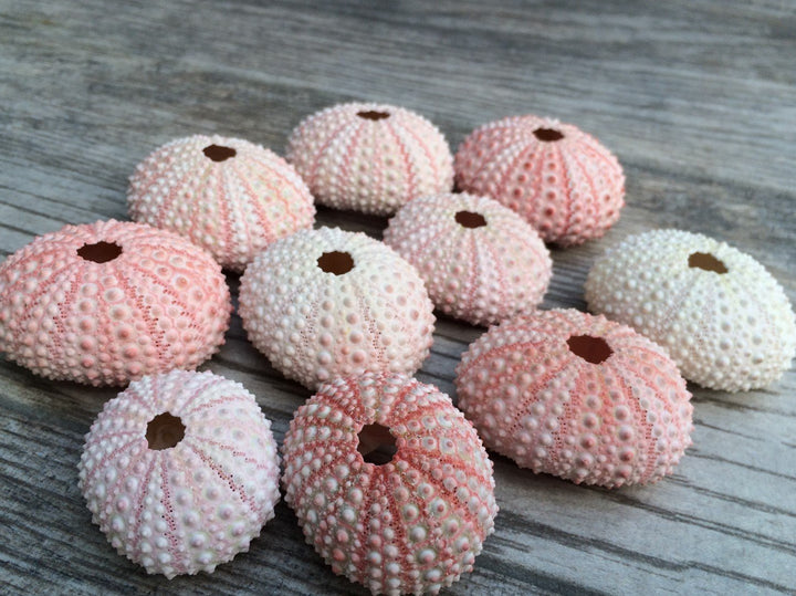 Sea Urchins Shells for Air Plants - 10 Pink (1-2) Sea Urchin Shells - Hanging Air Plant Holder - Air Plants Live Holders - No Plants Included