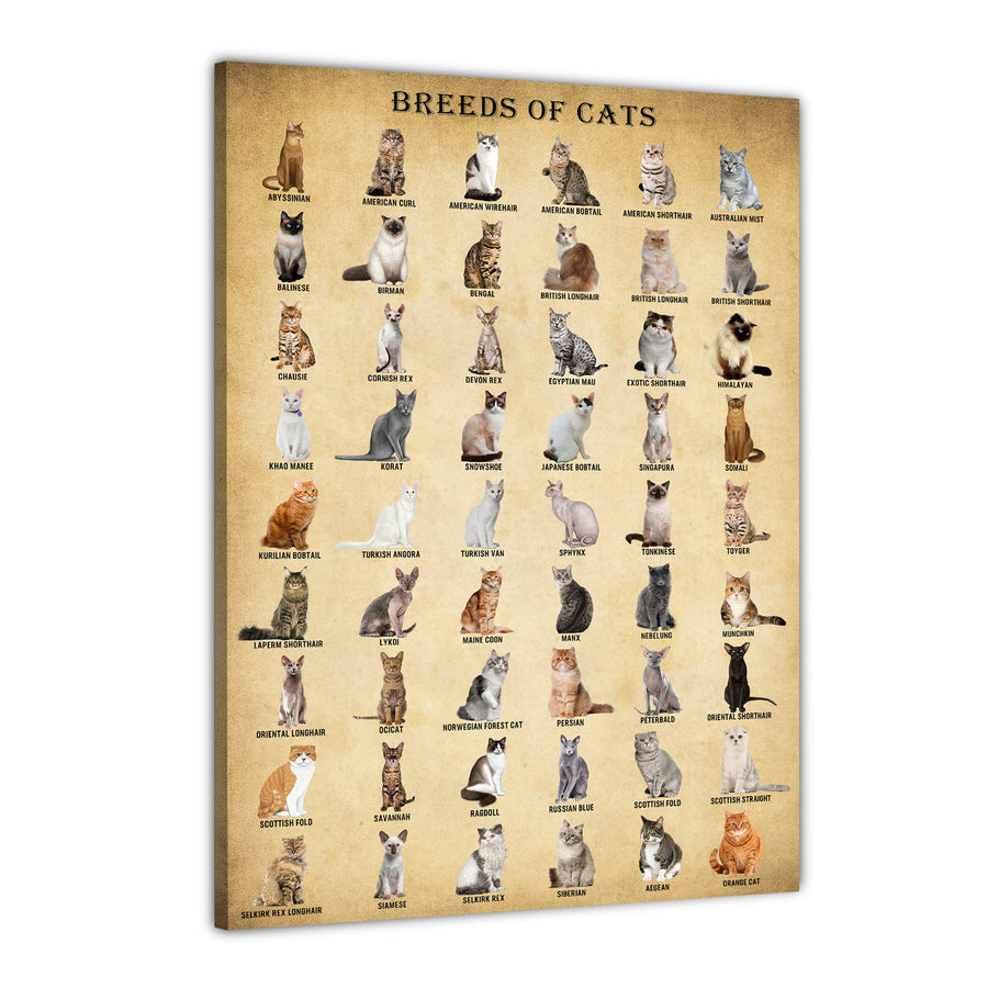 Cat Breeds Posters, Vintage Cats Knowledge Poster, Breeds of Cats, Type of Cats, Cat Decor for Cat Lovers, Cat Wall Art Unframed 12x18inch
