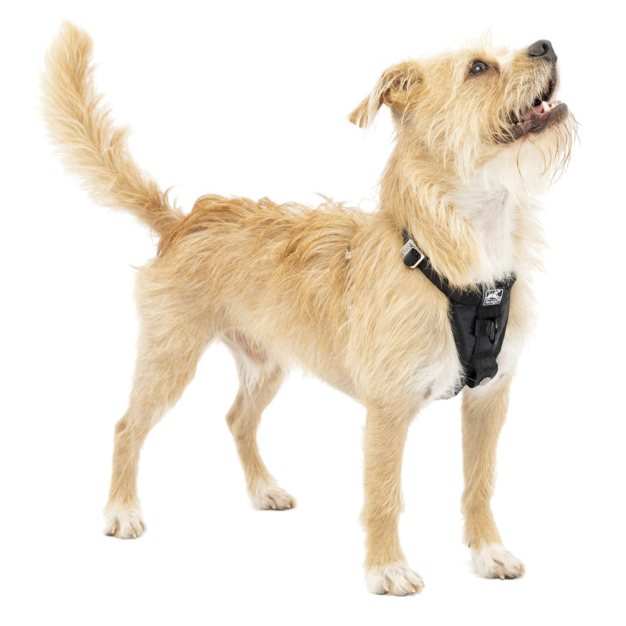 Tru-Fit Enhanced Strength Dog Harness - Certified Crash Tested Car Safety Harness for Dogs - Metal Buckles, Padded Chest - Includes Pet Seatbelt - No Pull Training - Black, Small