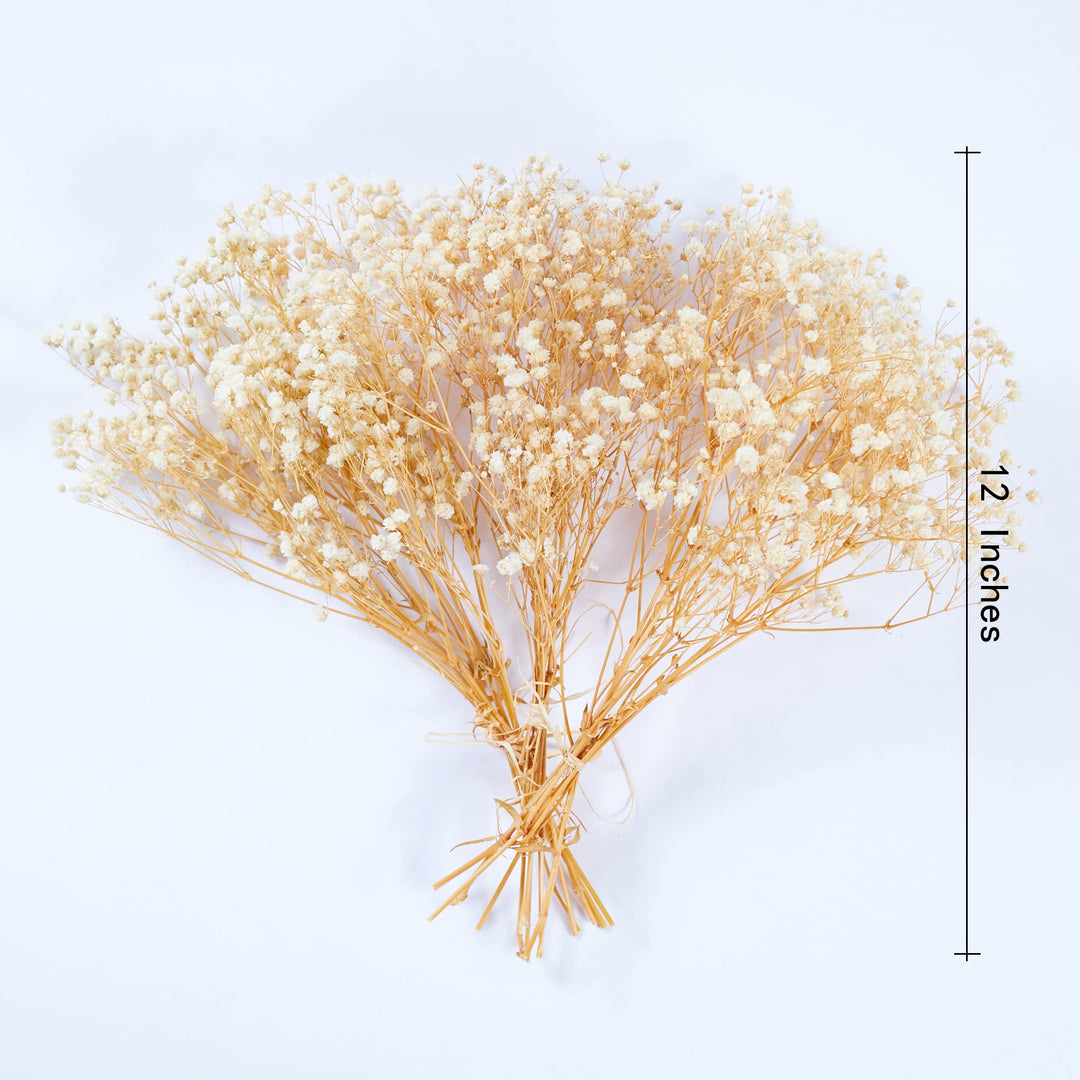 Preserved Baby&#39;s Breath 3 Bunches, 100% Natrual Fresh Gypsophila Long Lasting Flowers for Vase Arrangements Home Decoration Photo Props Parties and Weddings, DIY Décor-White