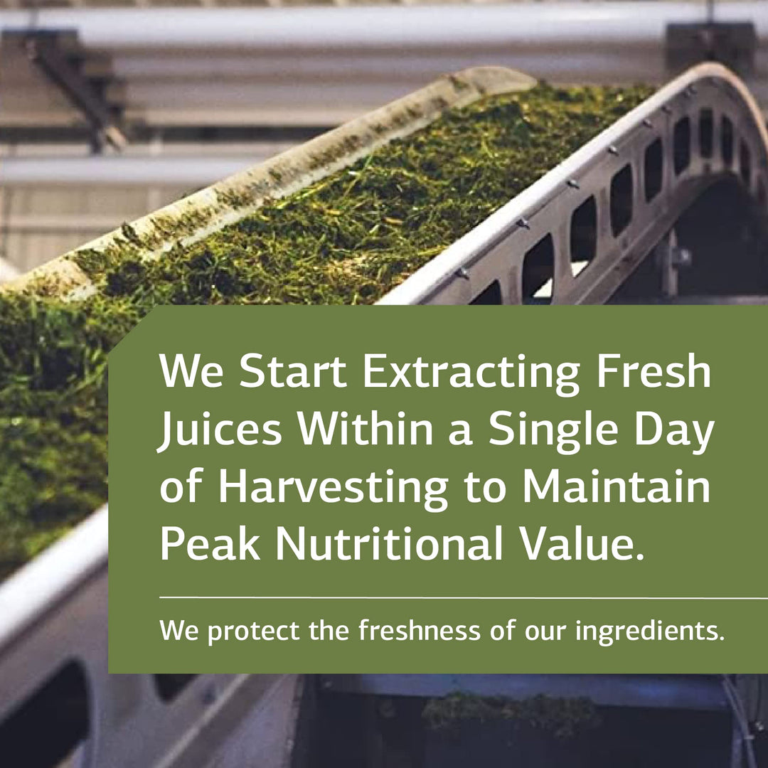 Standard Process - Thymex - Thymus Gland Support Supplement, Supports Immune System Health, Provides Antioxidant Vitamin C, Gluten Free - 90 Tablets