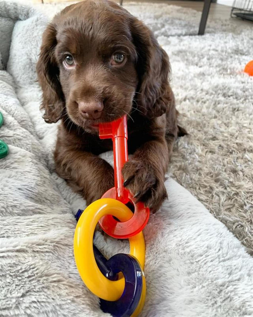 Puppy Chew Key Ring Toy, Toys for Teething Puppies, Multi Color, Bacon Flavor, Medium - Up to 35 lbs, 1 Count