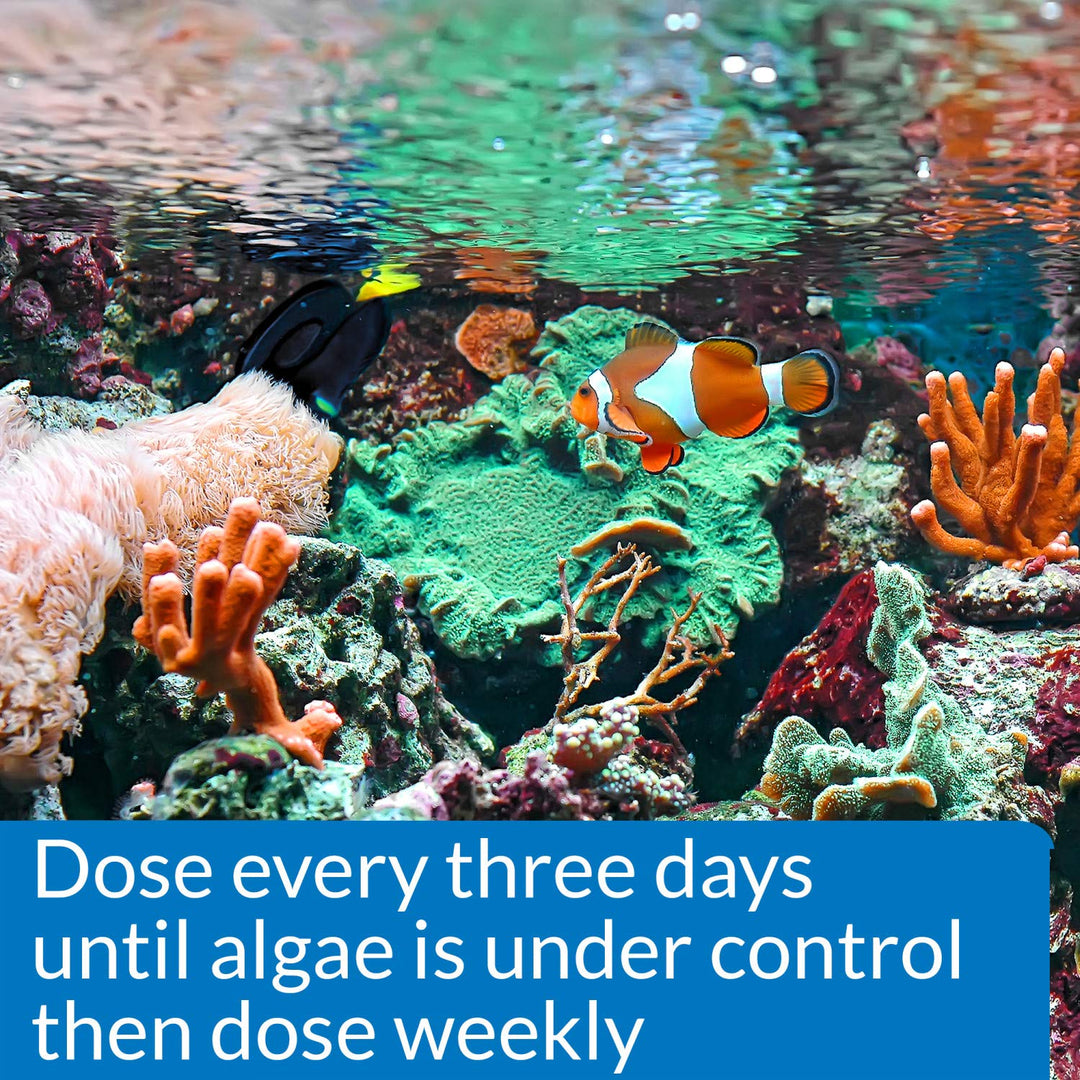 API MARINE ALGAEFIX Algae Control 16-Ounce Bottle