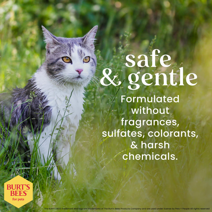 Burt&#39;s Bees for Pets Hypoallergenic Shampoo for Cats with Shea Butter and Honey, 99.7% Natural Origin Formulas, Pet Shampoo for Cats, Gentle Cat Shampoo, Cat Shampoo for Itchy Skin, 10 oz