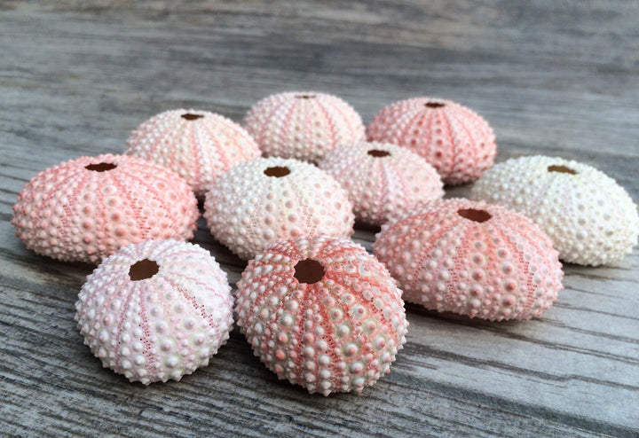 Sea Urchins Shells for Air Plants - 10 Pink (1-2) Sea Urchin Shells - Hanging Air Plant Holder - Air Plants Live Holders - No Plants Included