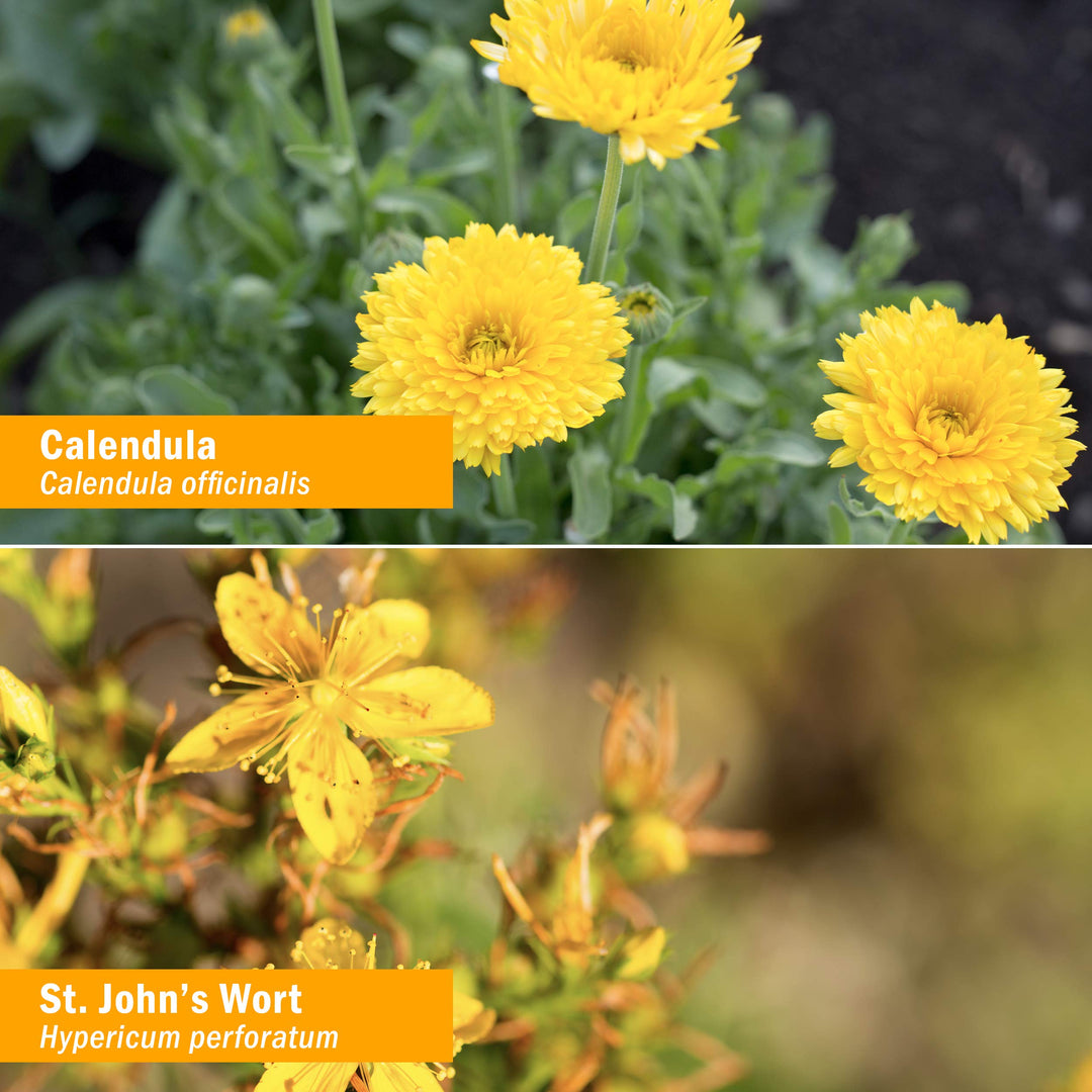 HERB PHARM Trauma Oil Compound, 1.2 Pounds (FAOIL01), 1 Fl Oz (Pack of 1)