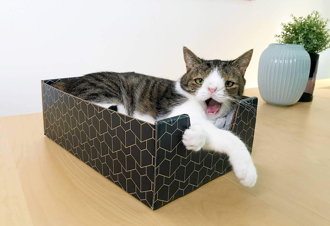 Lounger with Peek-a-Boo Cutout | Premium Corrugated Cardboard Cat Bed for Relaxation | Interactive Cat Box for Indoor Cats, Blue