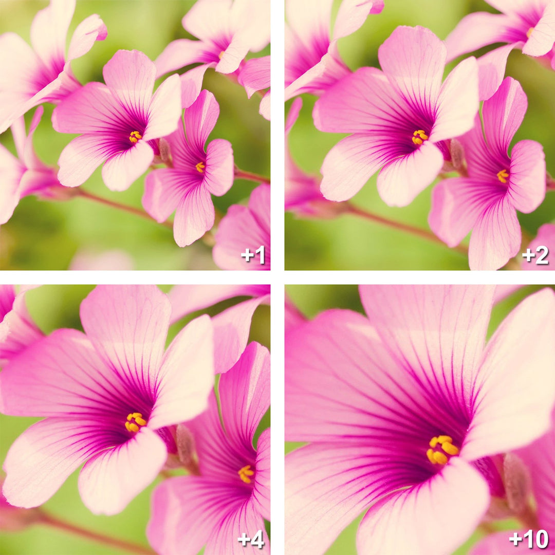 Vivitar Series 1 1 2 4 10 Close-Up Macro Filter Set w/P