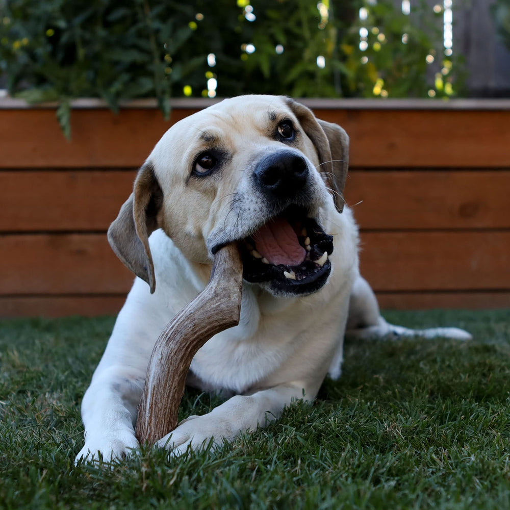 Prairie Dog Pet Products Deer Large Antler Treat, 8-9
