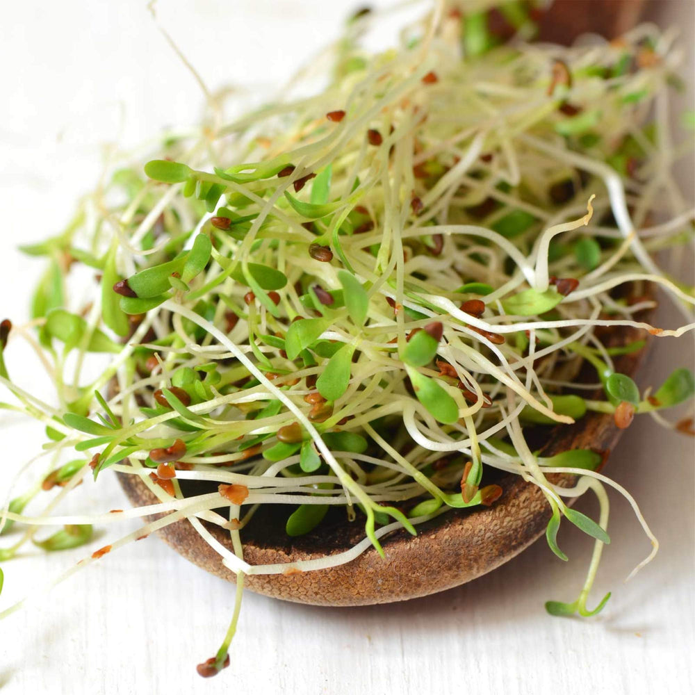 Certified Organic Alfalfa Sprouting Seed - 4 Oz - Brand - High Sprout Germination- Edible Seeds, Gardening, Hydroponics, Growing Salad Sprouts, Planting, Food Storage & More
