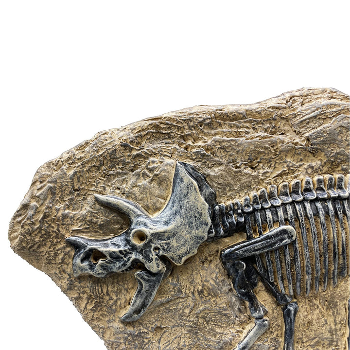 Resin Triceratops Dinosaur Fossil Statue Model Simulated Skeleton Home Office Display Decorative Craft Box Decoration (Style 6)