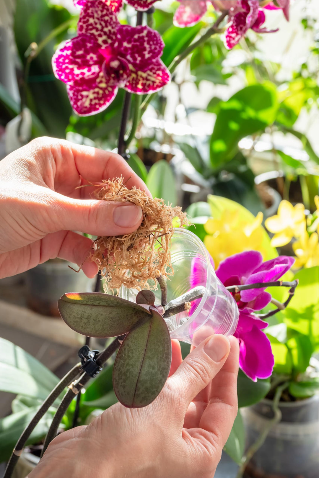 50450 Premium Grade Moss-100% Natural for Orchids, Ferns, and Hostas, Excellent for Hanging Baskets and Propagating Plants Sphagnum Moss, 190 cu. in, Tan