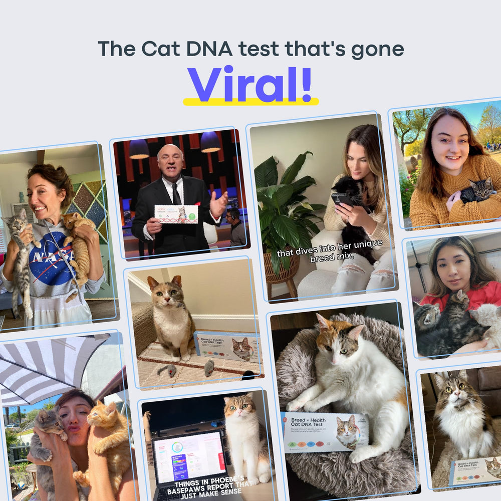 Cat DNA Test Kit - Comprehensive Breed, Health and Dental Analysis Across 114 Traits for Accurate and Easy-to-Use Genetic Insights