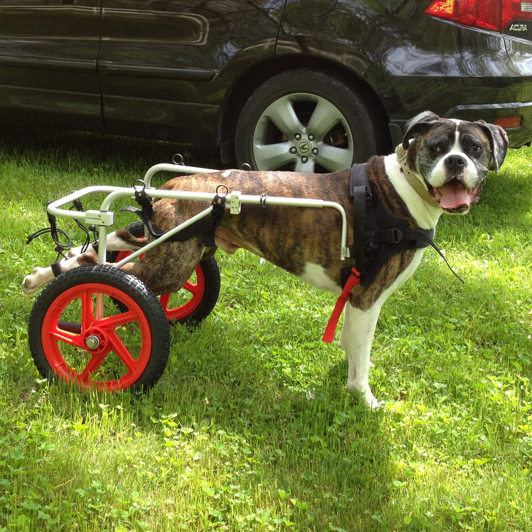 Dog Wheelchair - Large
