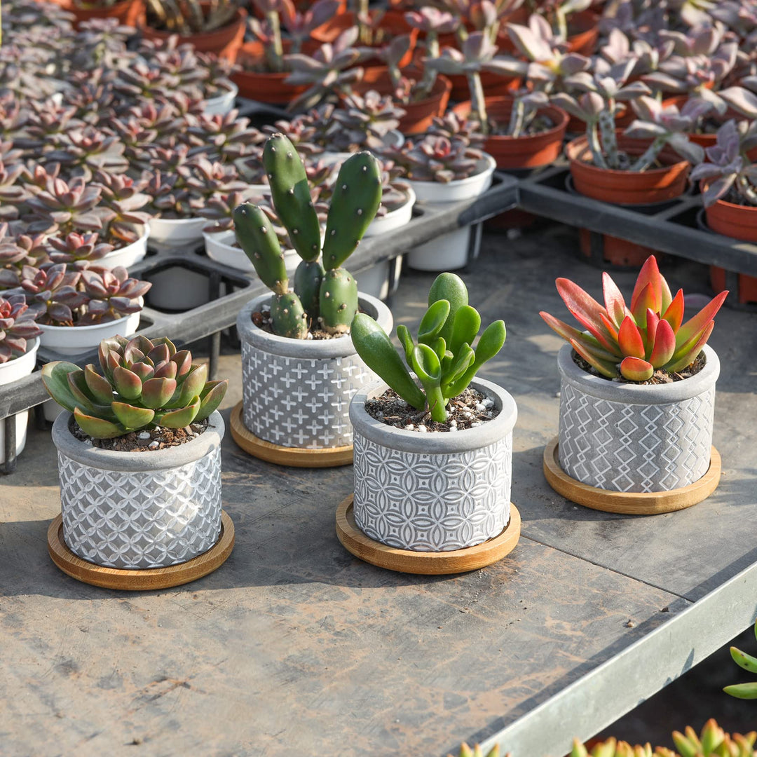 2.5 Inch Cement Succulent Pot with Bamboo Tray Set of 3, Small Grey Concrete Planter Garden Cactus Plant Herb Container for Home and Office Decoration Birthday Wedding