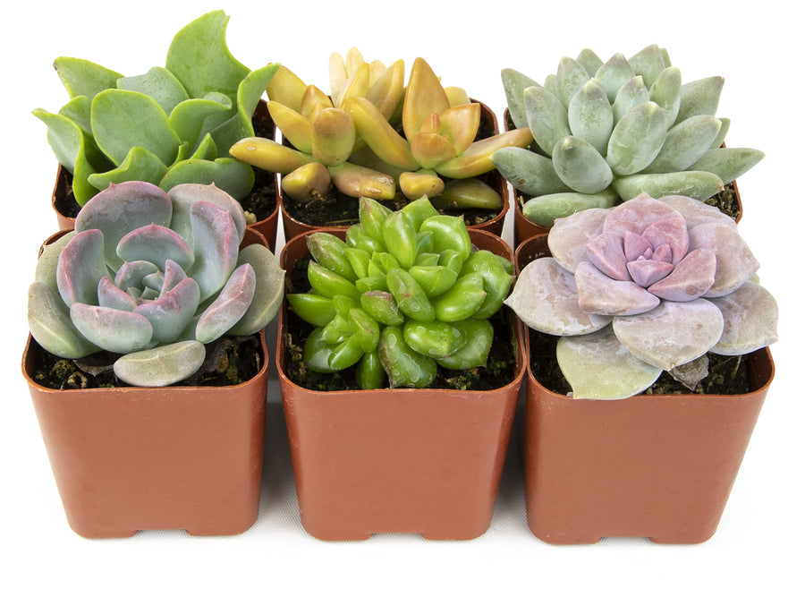 Succulents Plants Live (6PK) Potted Succulent Plants Live House Plants, Cactus Plants Live Plants Indoor Plants Live Houseplants, Indoor Plant Succulents Live Plant House Plant