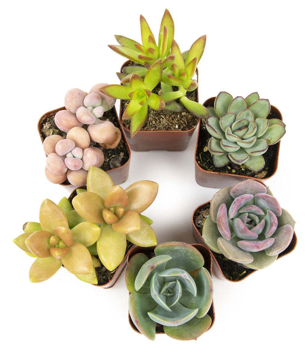 Succulents Plants Live (6PK) Potted Succulent Plants Live House Plants, Cactus Plants Live Plants Indoor Plants Live Houseplants, Indoor Plant Succulents Live Plant House Plant