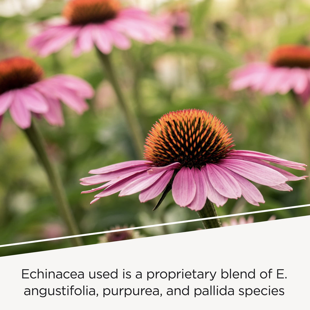 - EHB (Echinacosides, Hydrastine, Berberine) - Immune Supporting Nutrients* - 60 Capsules