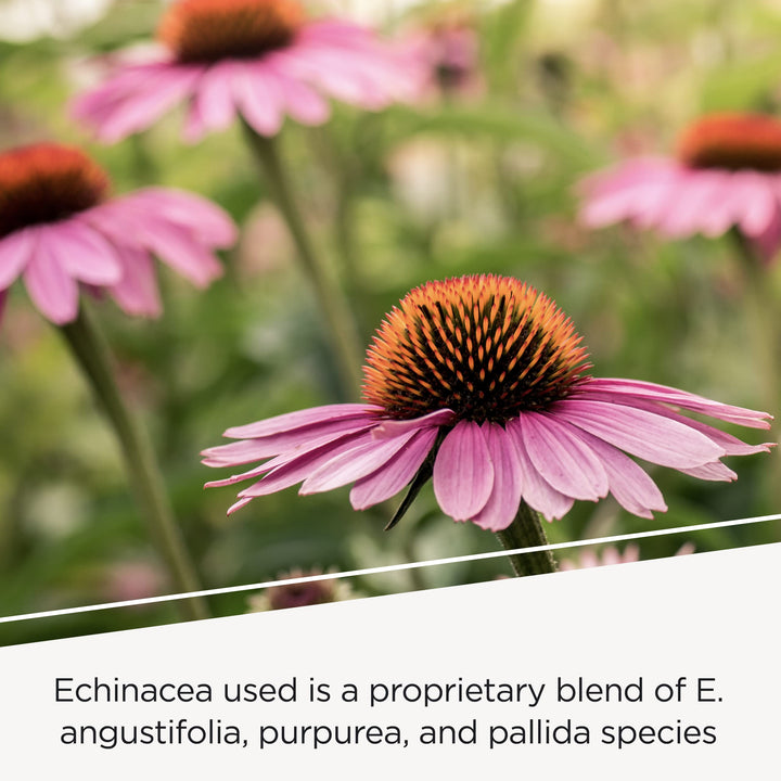 - EHB (Echinacosides, Hydrastine, Berberine) - Immune Supporting Nutrients* - 60 Capsules